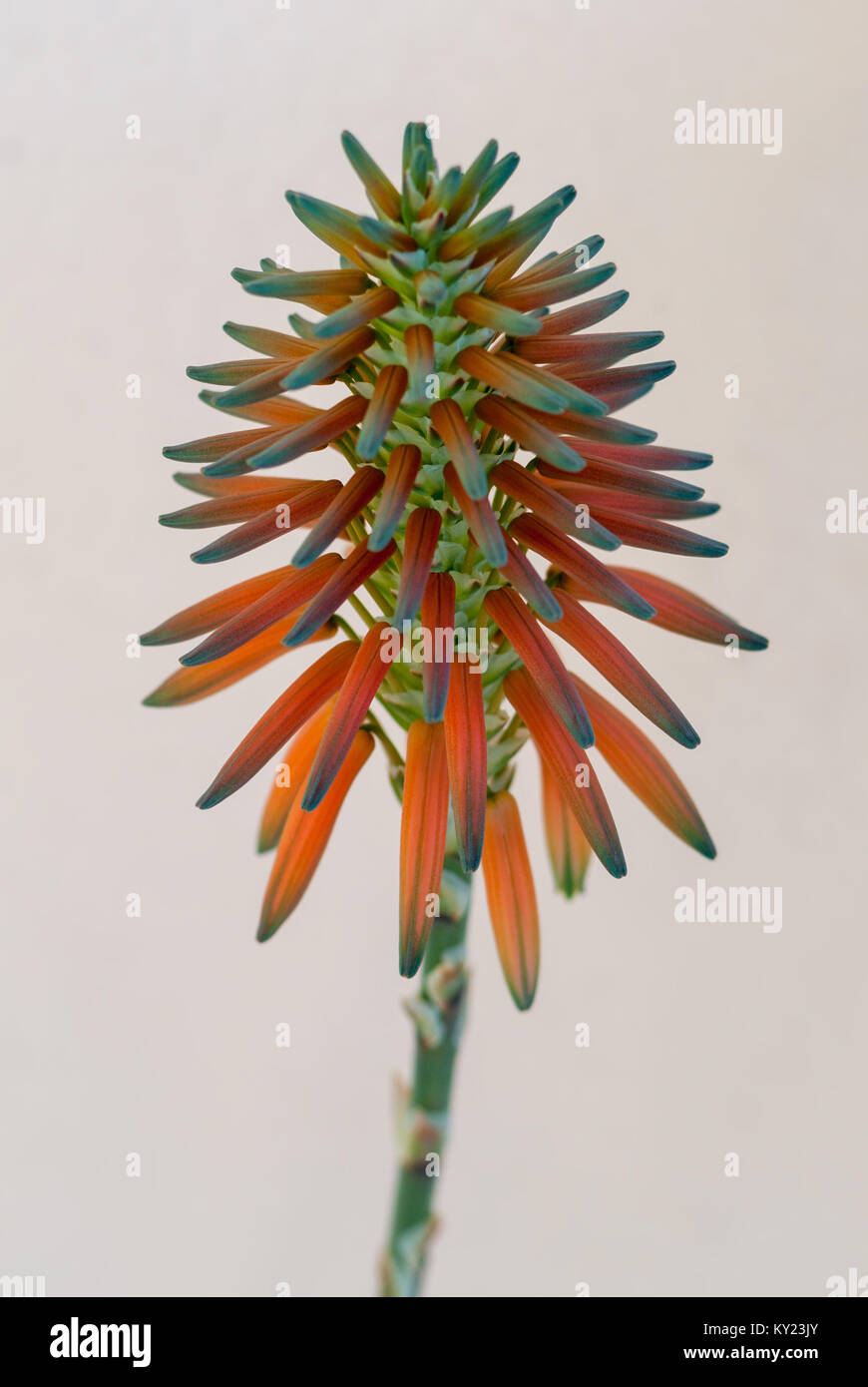 Closeup orange aloe mitriformis flower Stock Photo