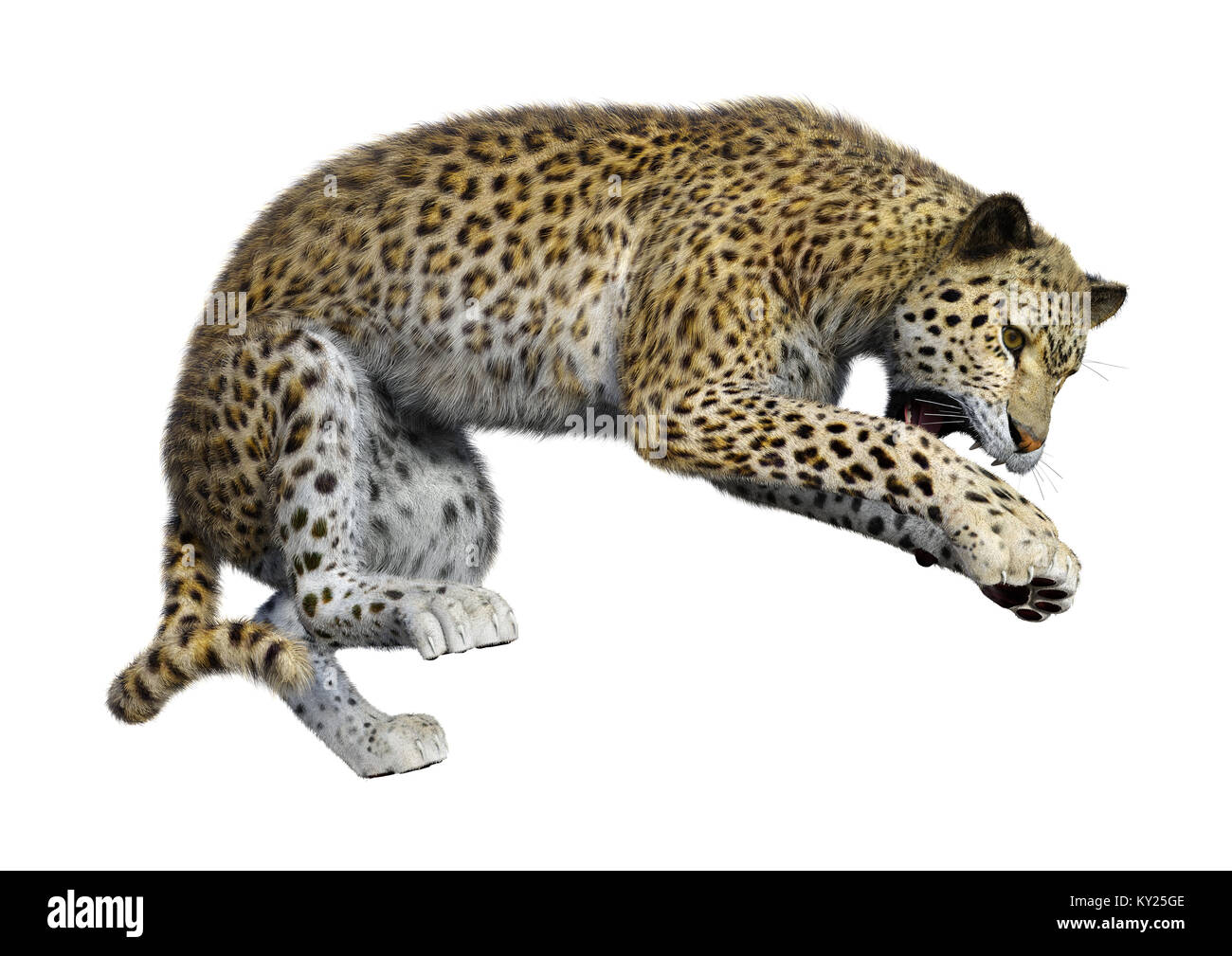 3D rendering of a big cat leopard isolated on white background Stock ...