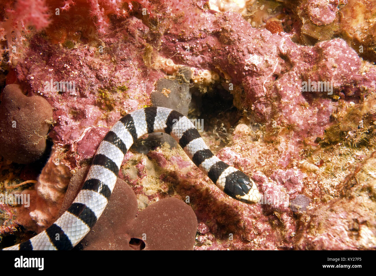 Banded Sea Krait, or, Yellow-lipped Sea Krait (Laticauda colubrina), venoumous sea snake, Sabang beach, Mindoro, Philippines, Pacific ocean, Asia Stock Photo