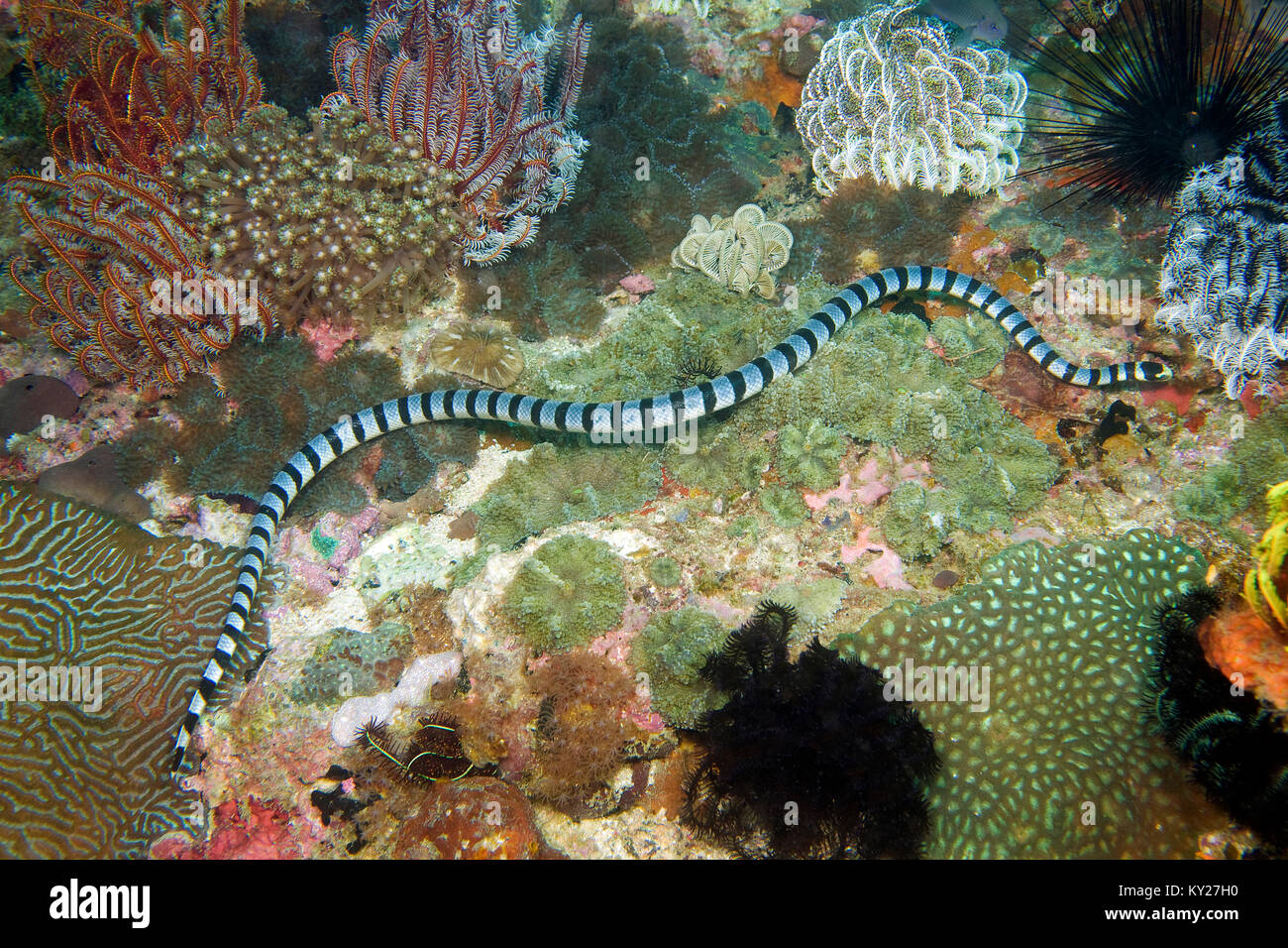 Banded sea krait wall hooks