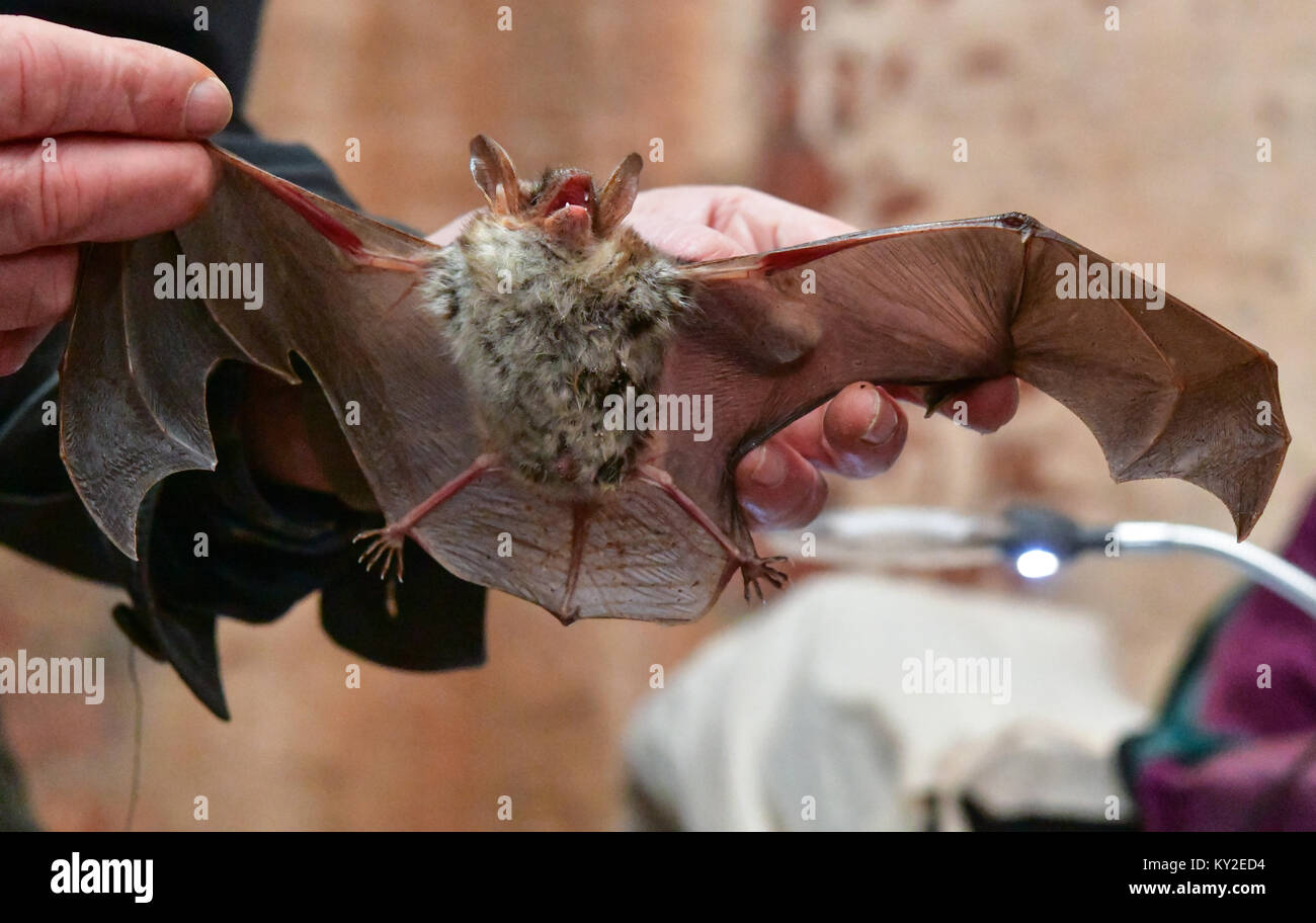 Oder, Germany. 12th Jan, 2018. A greater mouse-eared bat (Myotis myotis)is held up by a conservationist in an old brewery in Frankfurt on the Oder, Germany, 12 January 2018. Equipped with lamps, ladders, mirrors and notepads, environmentalists descend into the underground ruins of an old brewery to count hibernating bats. The old brewery was placed under nature protection 14 years ago and has since served as the largest hibernation spot for Myotis myotis in Germany. Every year, between 600 and 700 bats hibernate in the old brewery. Credit: dpa picture alliance/Alamy Live News Stock Photo