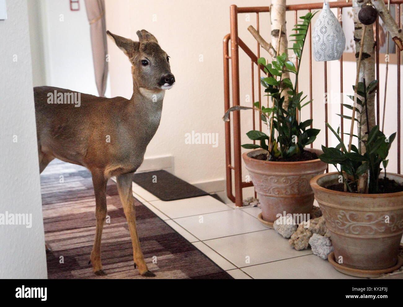 Gross-Zimmern, Germany. 12th Jan, 2018. Fawn 'Bambi' walks around the townhouse of Anja Pahlen and Peter Goebel in Gross-Zimmern, Germany, 12 January 2018. The house-trained animal lives with the couple and its two dogs after Pahlen and Goebel saved the baby deer from starvation. Credit: Karl-Heinz Bärtl/dpa/Alamy Live News Stock Photo