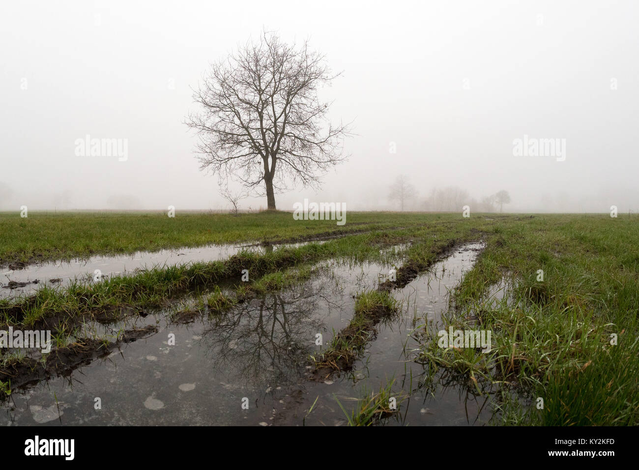 Oldenburg, Germany. 12th Jan, 2018. A tree is mirrored in a puddle during foggy weather in a