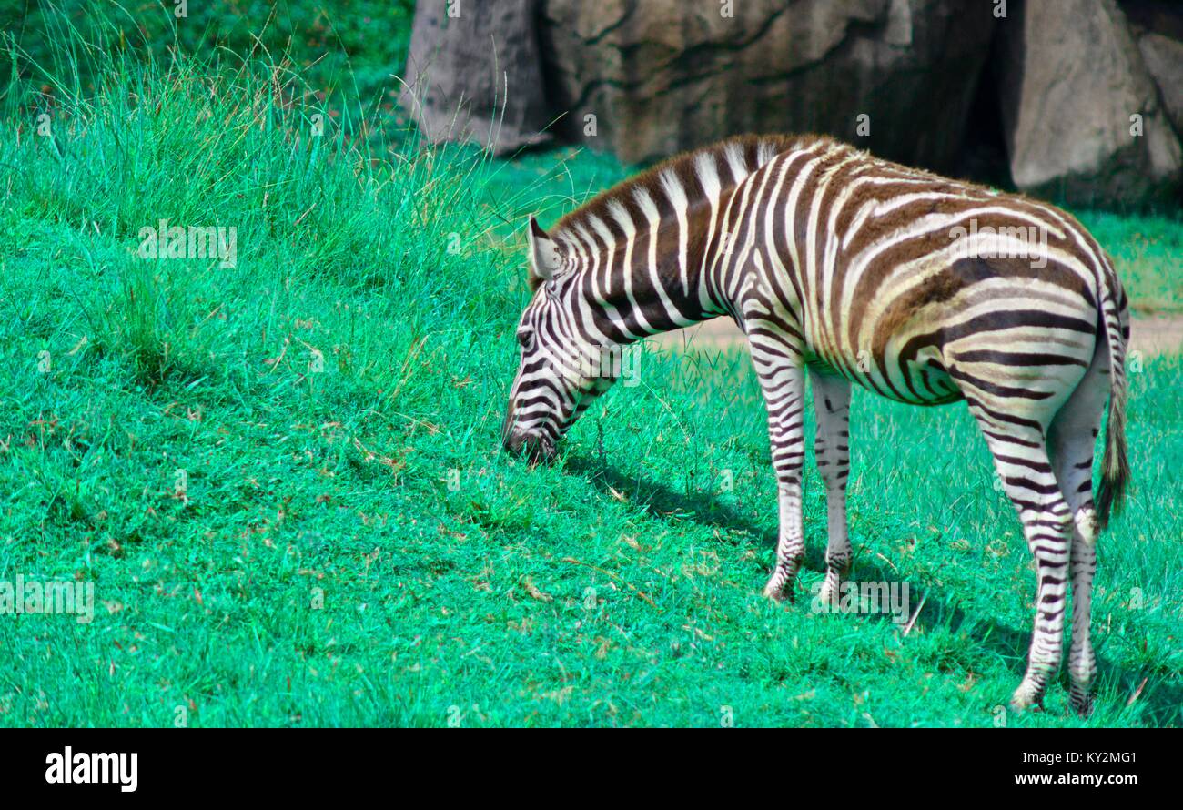 Zebra, Equus quagga, grazing Australia Zoo, Beerwah, Queensland