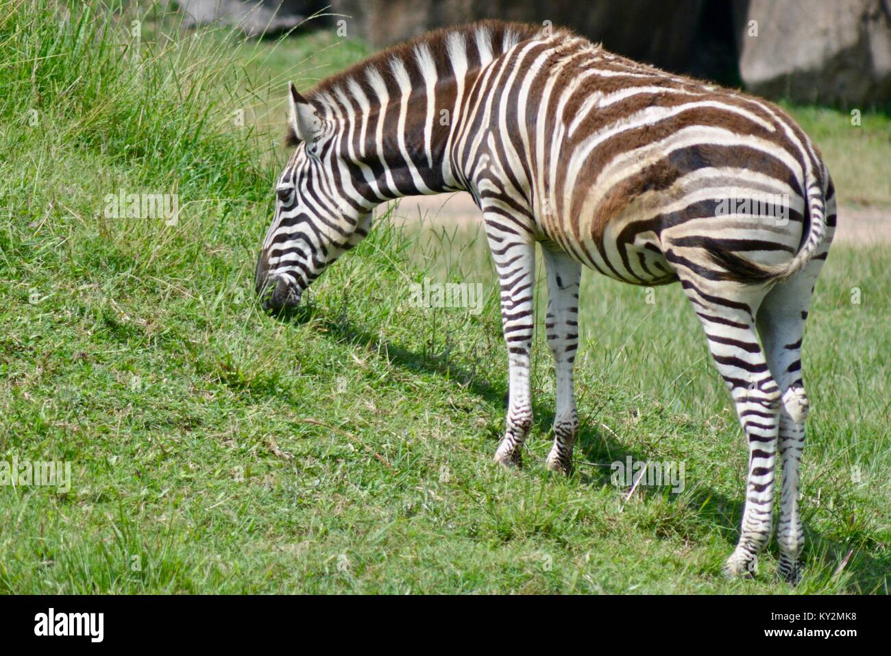 Zebra, Equus quagga, grazing Australia Zoo, Beerwah, Queensland, Australia Stock Photo Alamy
