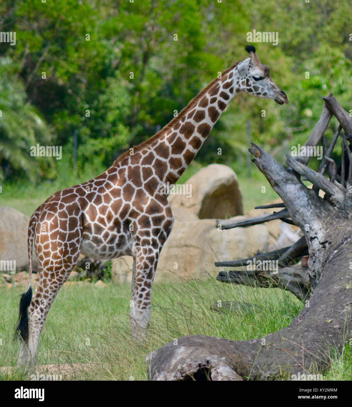 Giraffe, Giraffa camelopardalis, standing tall in the grass plains of Australia Zoo, Beerwah, Queensland, Australia Stock Photo