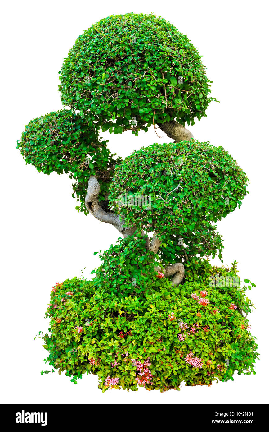 green decorative tree isolated on white background Stock Photo - Alamy