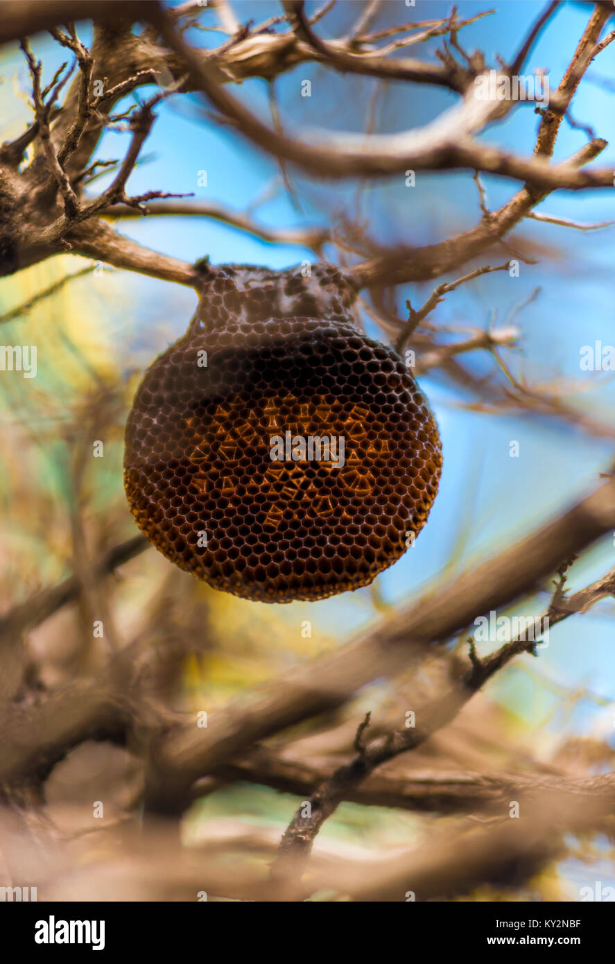 bee nest on a branch of a tree close-up Stock Photo