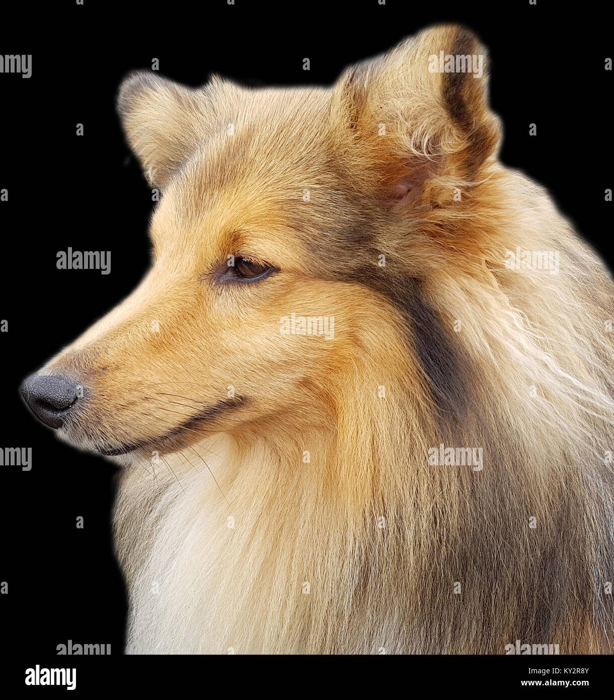 Sheltie; Shetland Sheepdog, mini collie Stock Photo