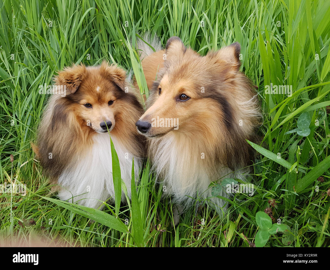 Sheltie; Shetland Sheepdog, mini collie Stock Photo