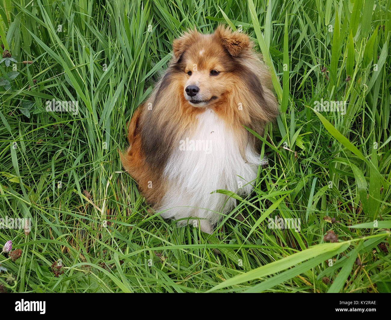 Sheltie; Shetland Sheepdog, mini collie Stock Photo - Alamy