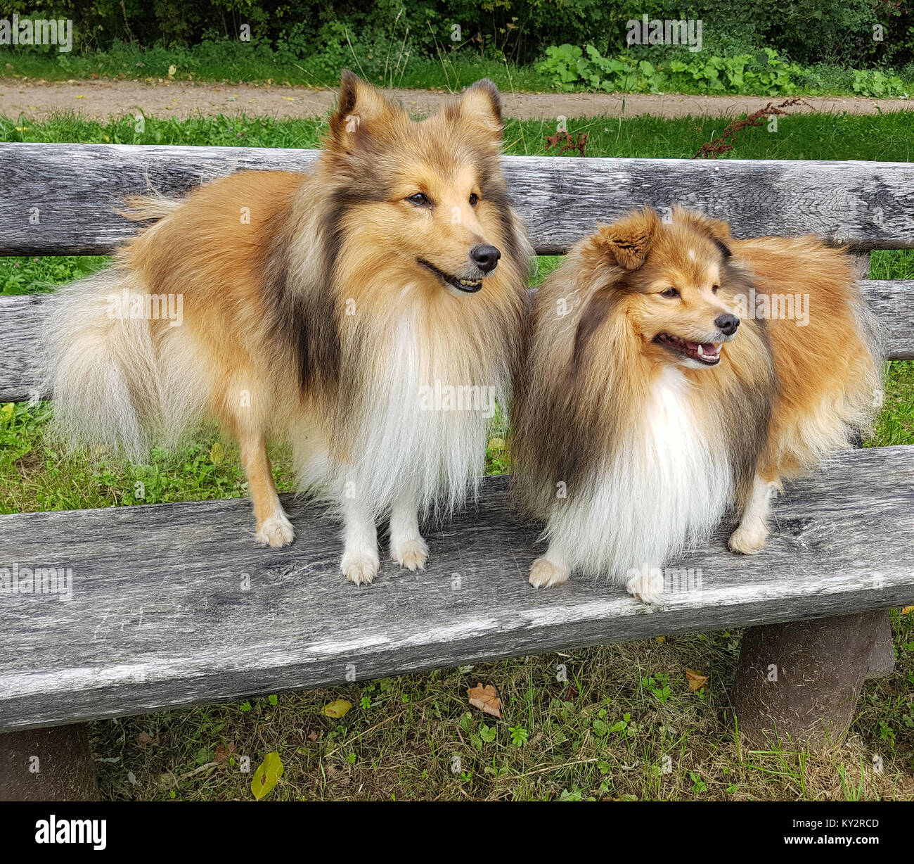 Sheltie; Shetland Sheepdog, mini Stock - Alamy