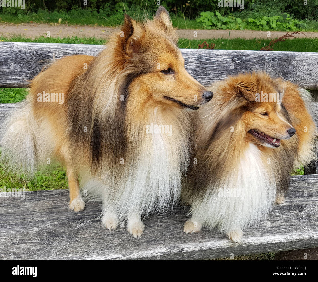 Sheltie; Shetland Sheepdog, mini collie Stock Photo