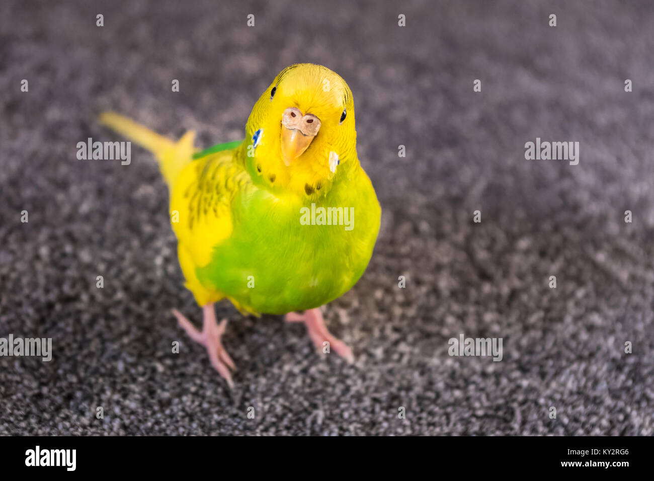 yellow and green parakeet budgerigar on a carpet looking up at the camera with a cute expression Stock Photo