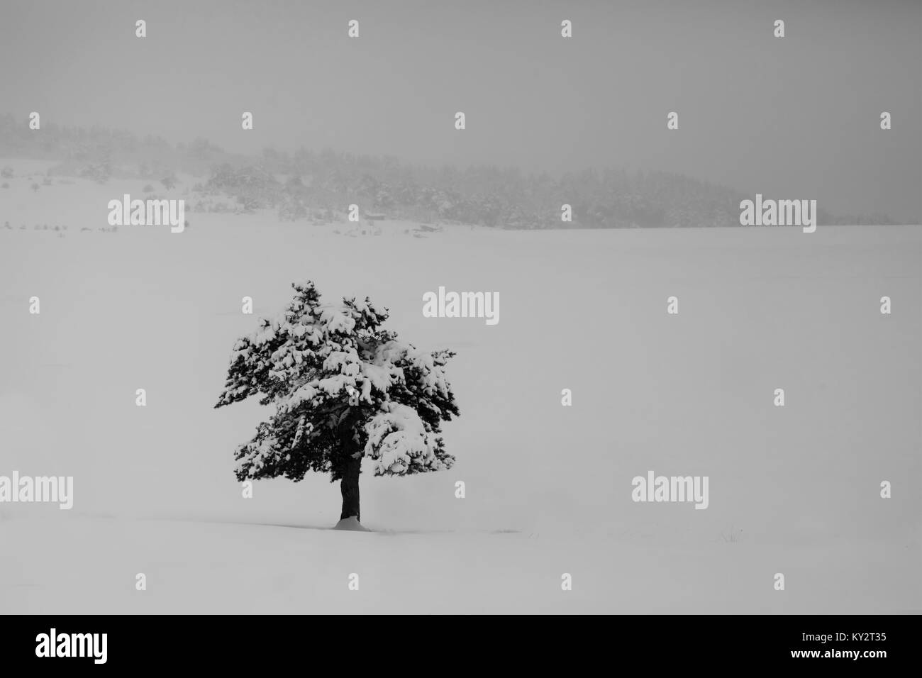 alone tree in winter field, black and white landscape Stock Photo - Alamy