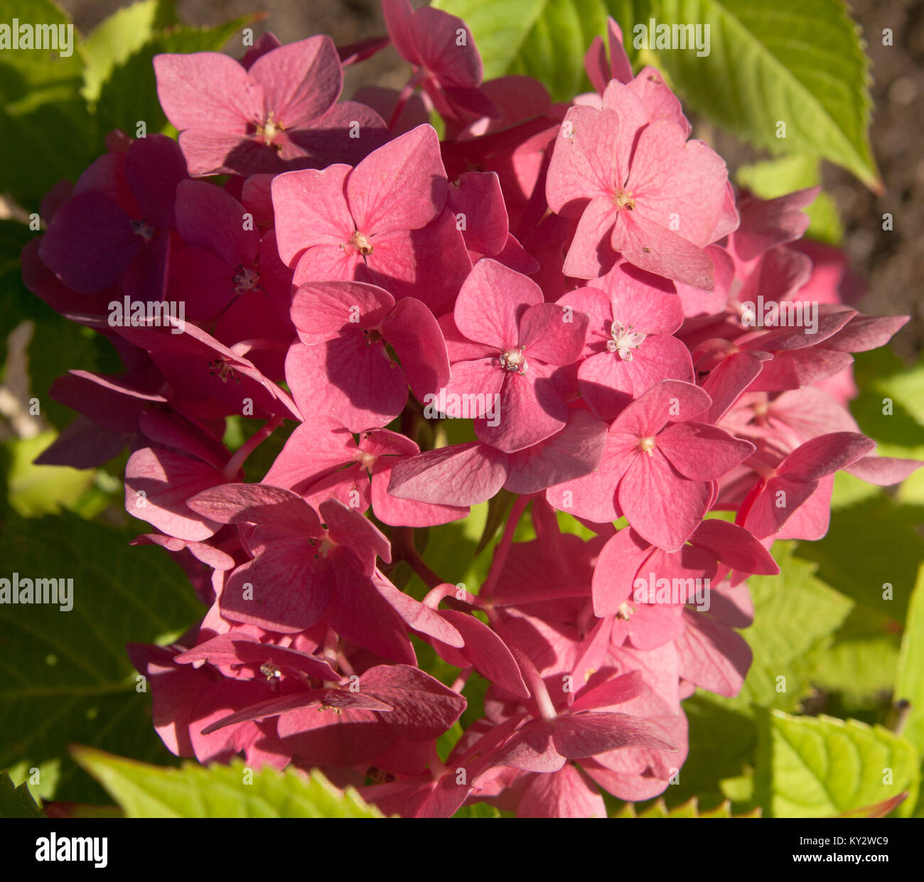 Hydrangea flowers of pink colour with leaves close view Stock Photo - Alamy