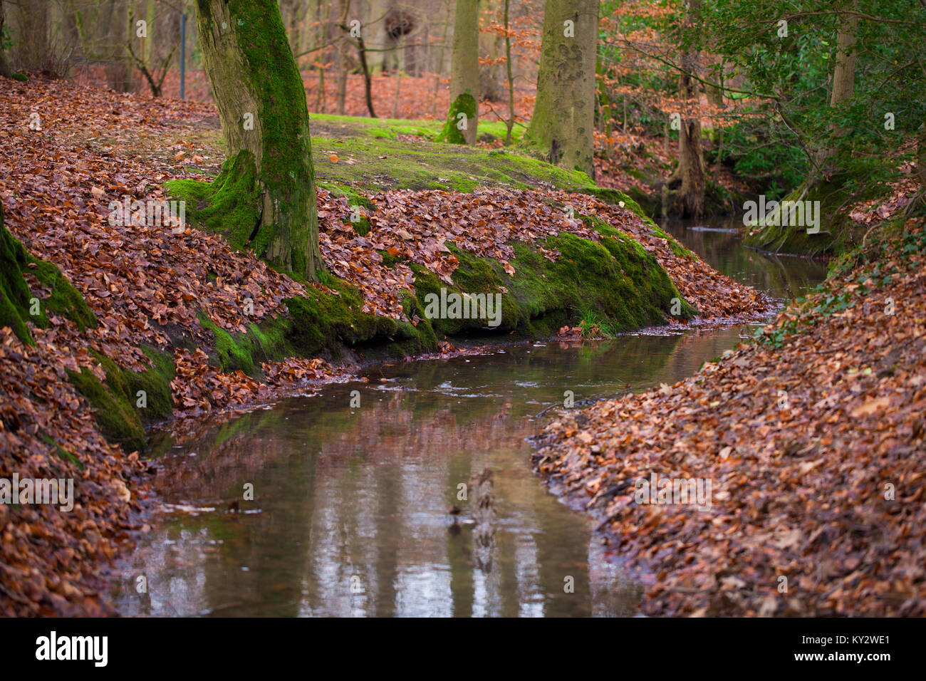 Fallen tree stream water hi-res stock photography and images - Alamy