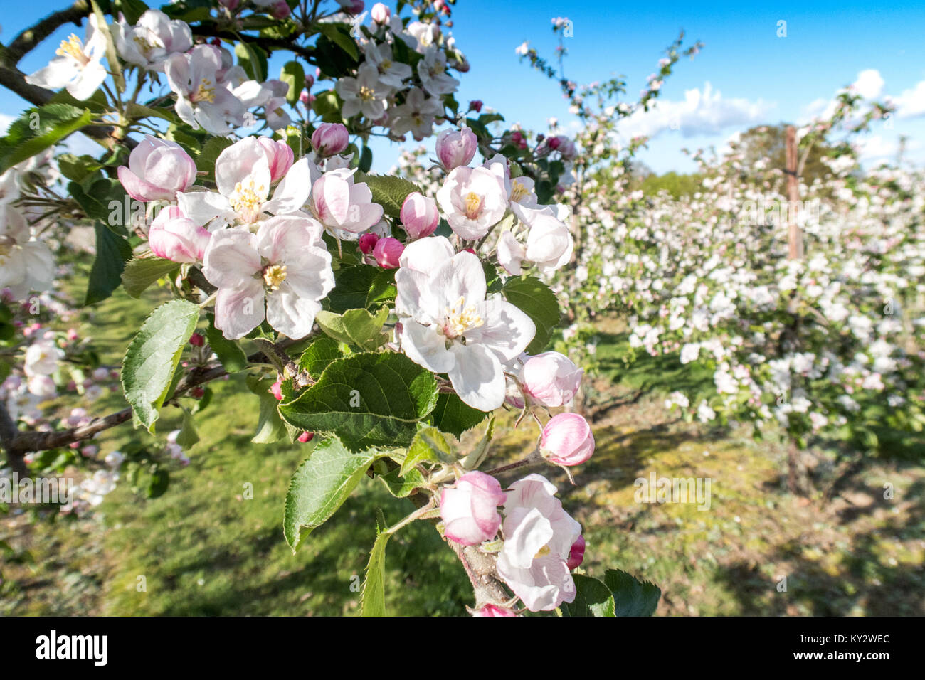 Apple blossom uk orchard hi-res stock photography and images - Alamy