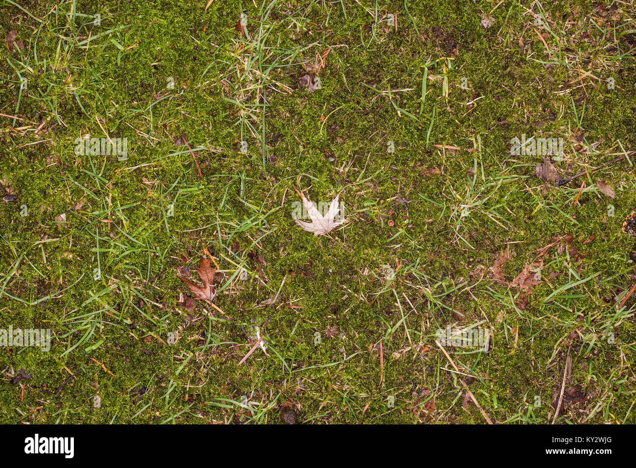 green grass closeup background Stock Photo - Alamy