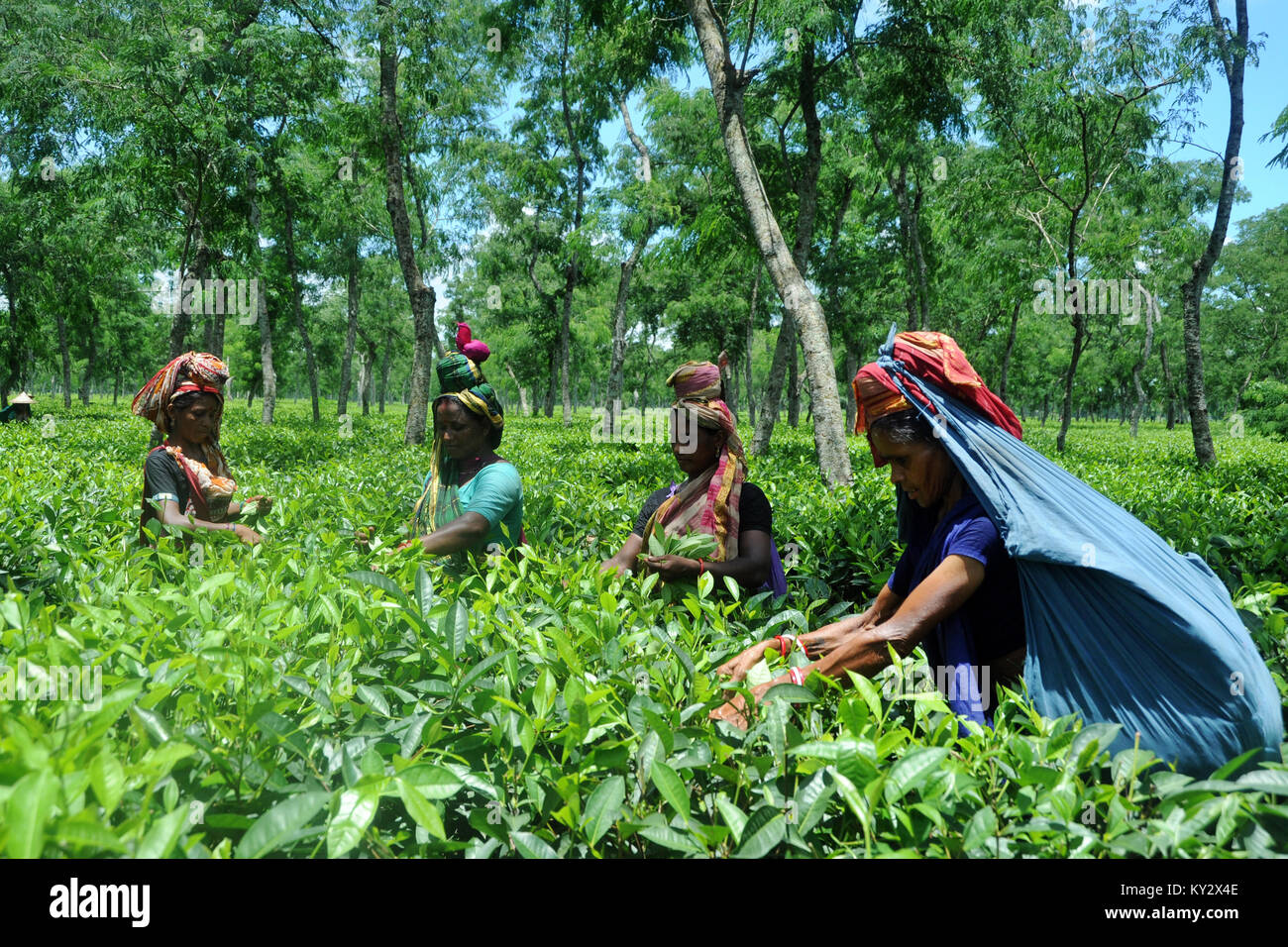 Tea Garden Of Bangladesh High Resolution Stock Photography And Images Alamy