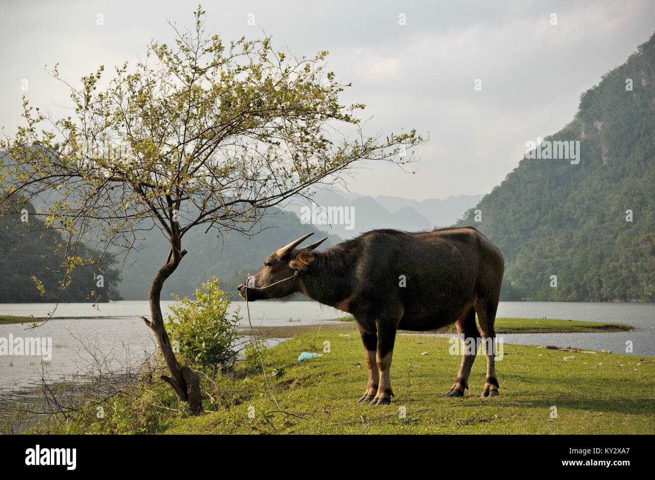 Water buffalo and small tree by the lake, Ba Be National Park, north Vietnam Stock Photo