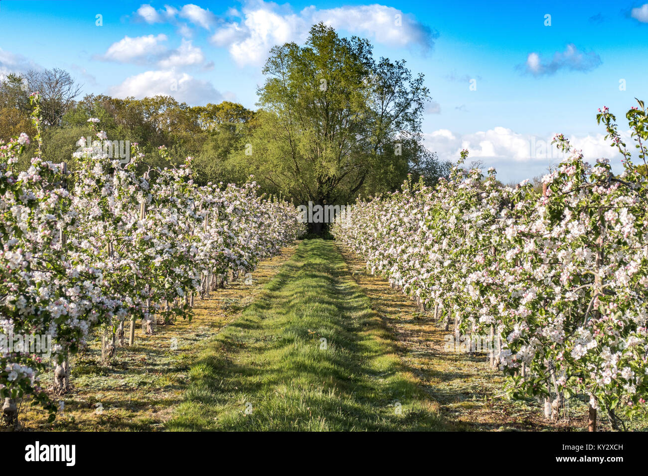 Fruit orchard in bloom hi-res stock photography and images - Alamy