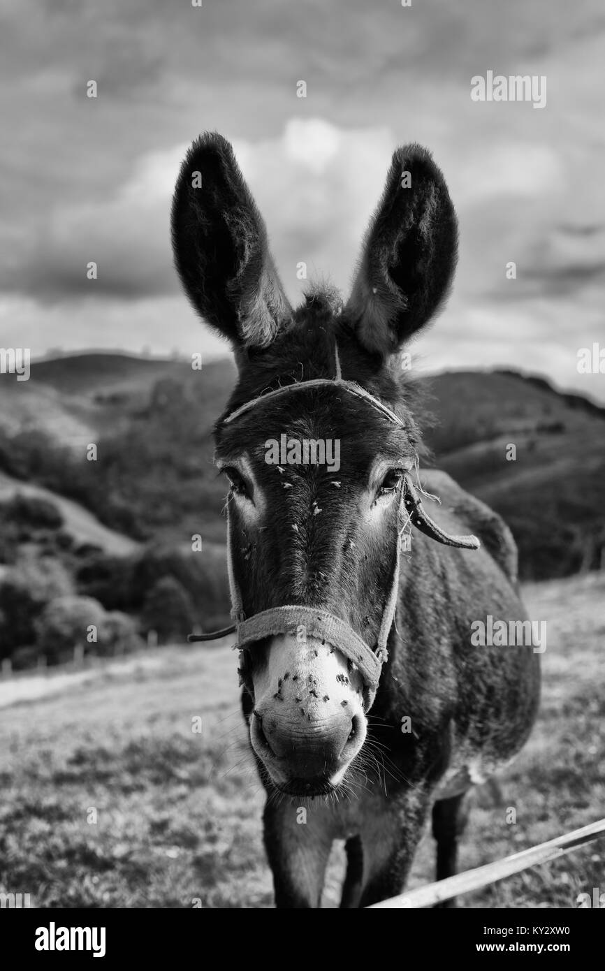 Donkey in black and white Stock Photo