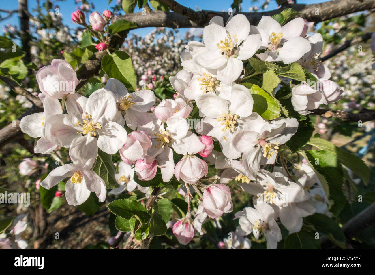 Apple blossom in full bloom at an orchard in East Sussex, UK Stock Photo