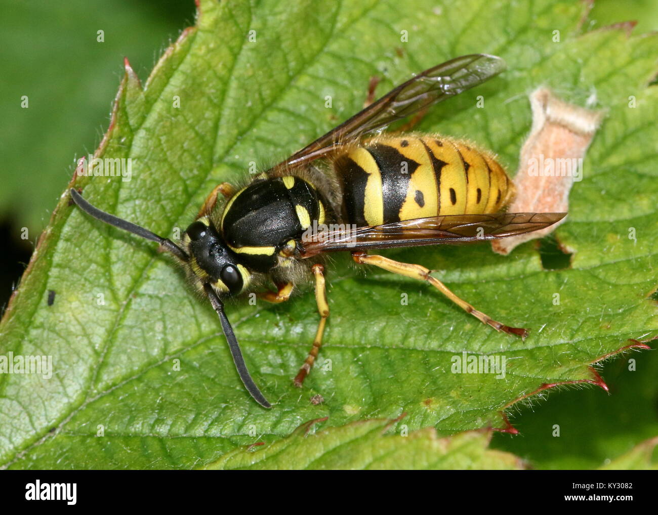 Common European wasps (Vespula vulgaris) on a leaf Stock Photo