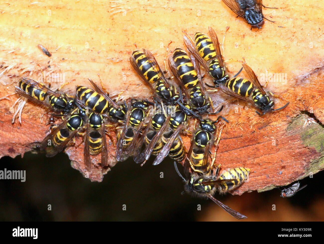 Group of Common European wasps (Vespula vulgaris) feeding on on pine tree resin. Stock Photo