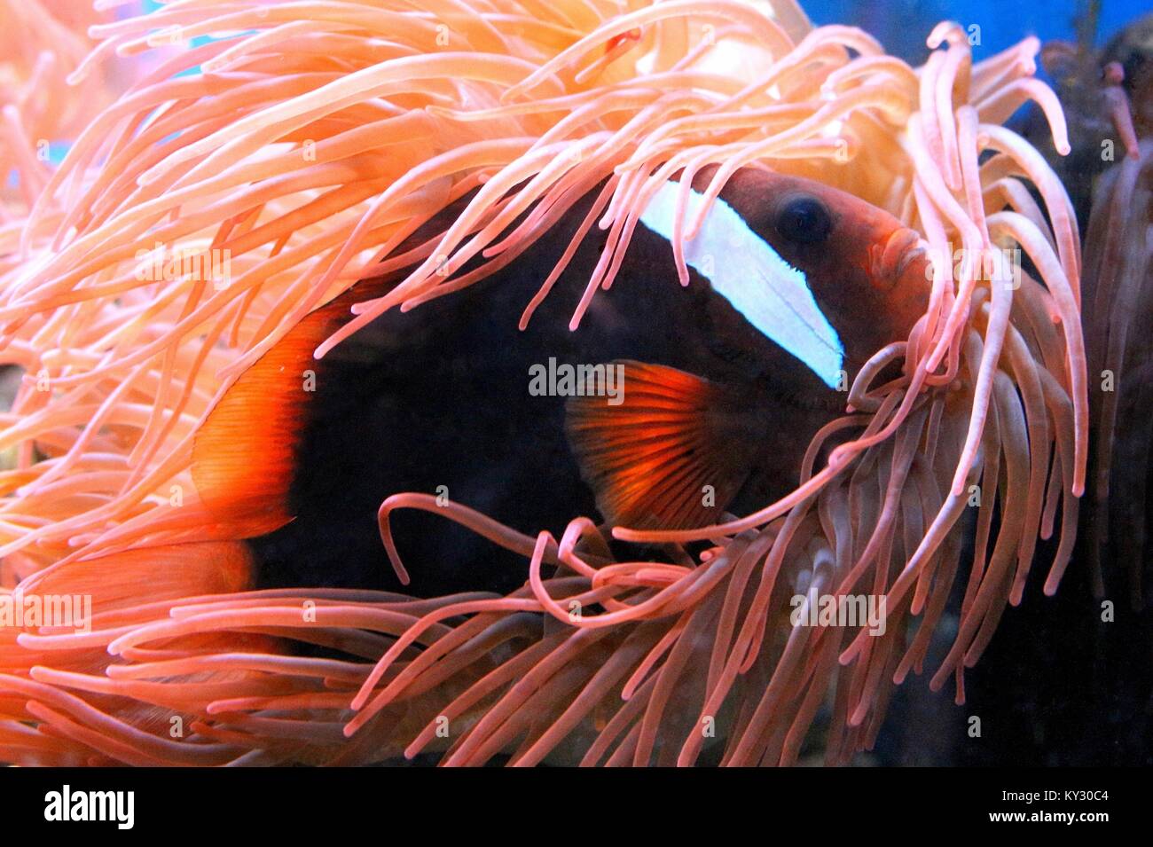 Pacific Cinnamon or Fire clownfish (Amphiprion melanopus), a.k.a red and black anemonefish. Stock Photo