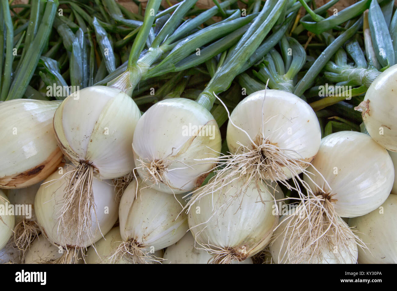 Harvested Ailsa Craig Onions  'Allium cepa' . Stock Photo