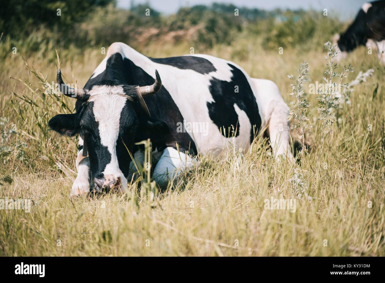 Beautiful black and white cow lying in the summer farm field Stock ...