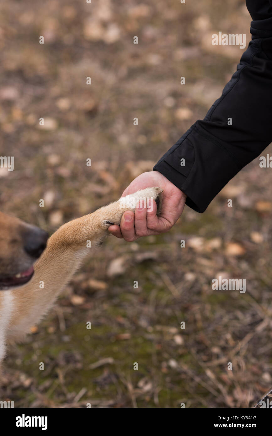 Why Do Dogs Like To Shake Hands