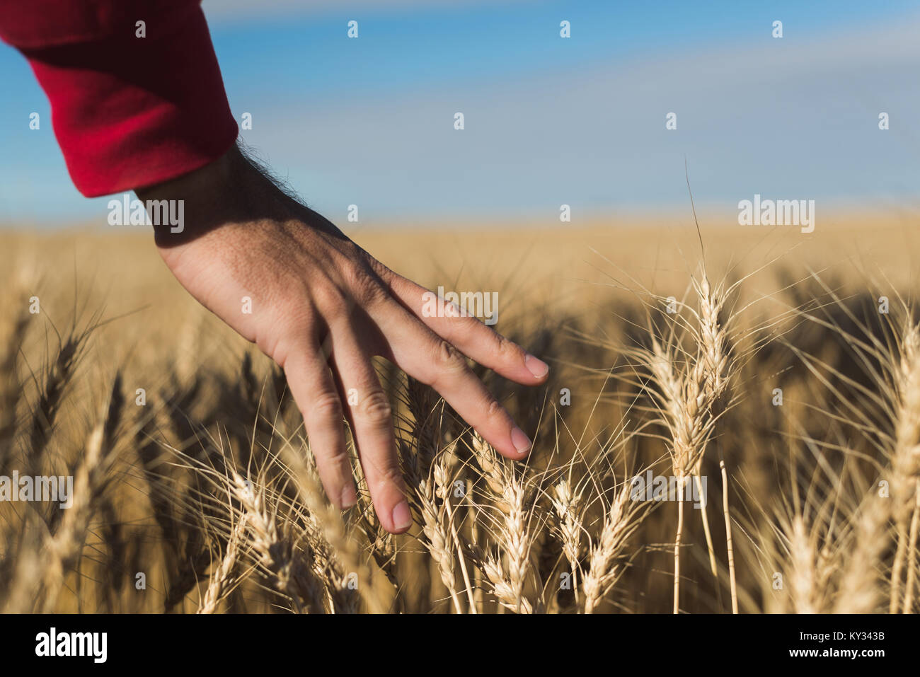Woman in harvested wheat field hi-res stock photography and images - Alamy