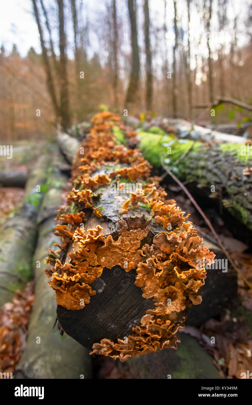 Orange Fungus Tree High Resolution Stock Photography And Images Alamy
