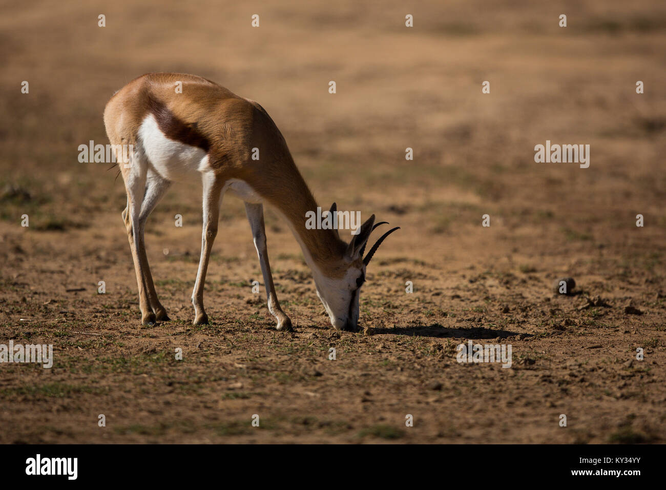Wild deer grazing on a barren land Stock Photo