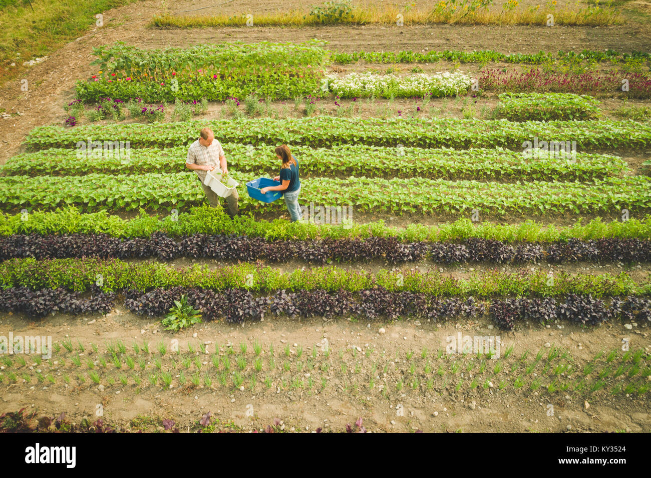 Farmer couple plucking fresh plants grown in a farm Stock Photo