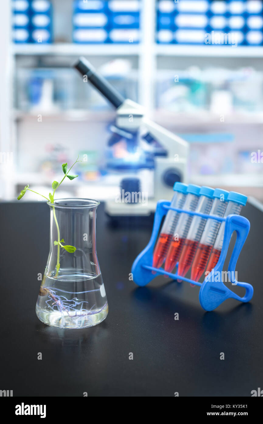 Experimental plant in a flask with research facility out of focus, focus on the plant Stock Photo