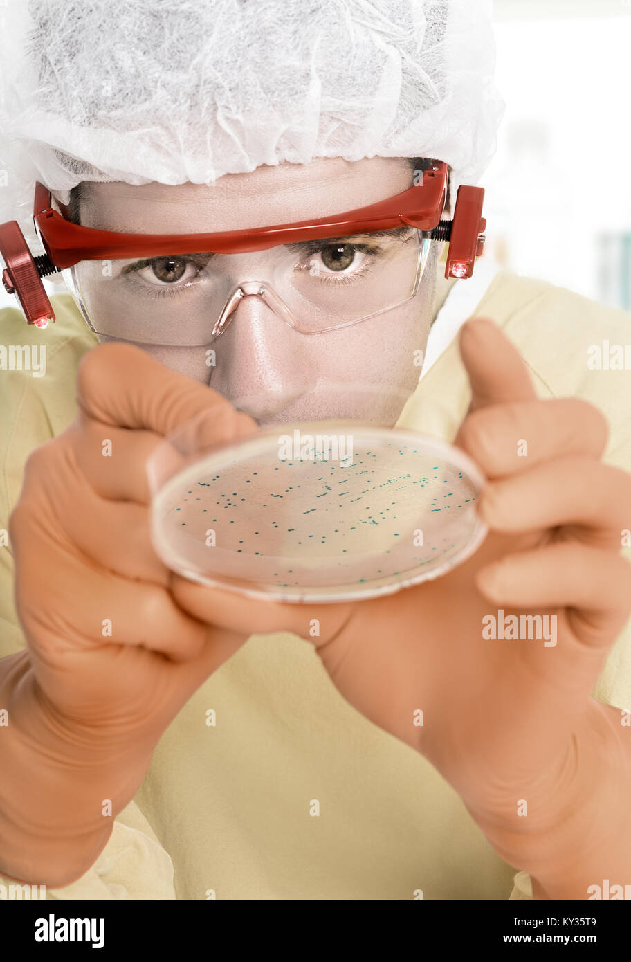 Microbiologist in protective gear picks up bacterial colonies Stock