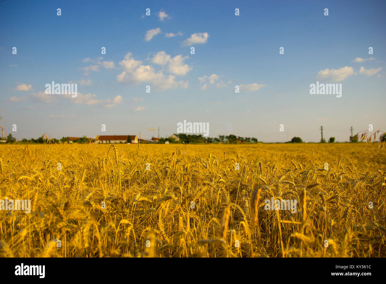 Field with wheat grain and blue sky background Stock Photo - Alamy