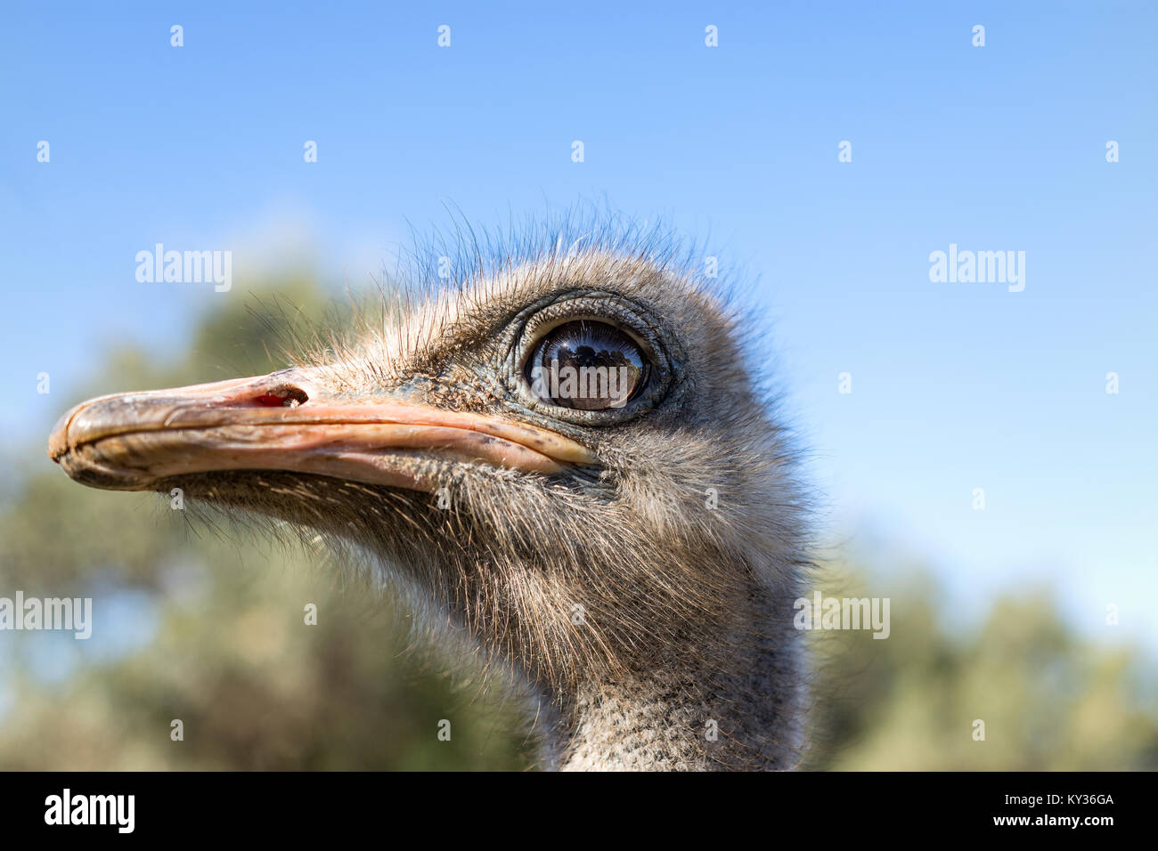 the proud ostrich Stock Photo
