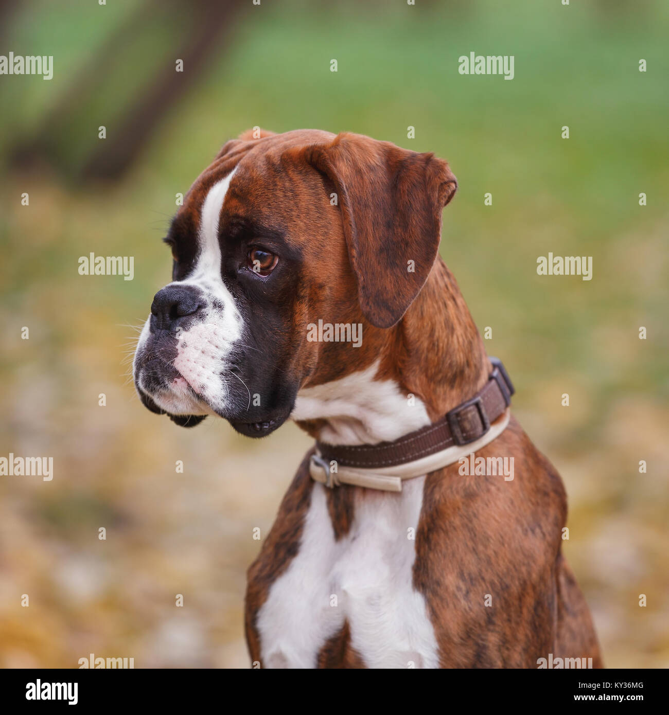 Portrait of German boxer dog sitting on a meadow, close up Stock Photo