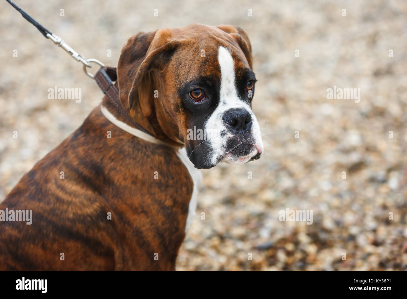 Portrait of boxer puppy dog on the beach Stock Photo