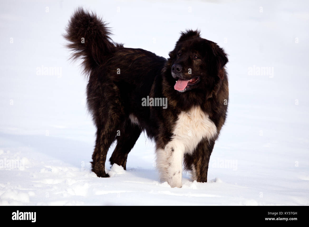 Big Black Bulgarian Shepherd Dog In Winter Fields Stock Photo Alamy