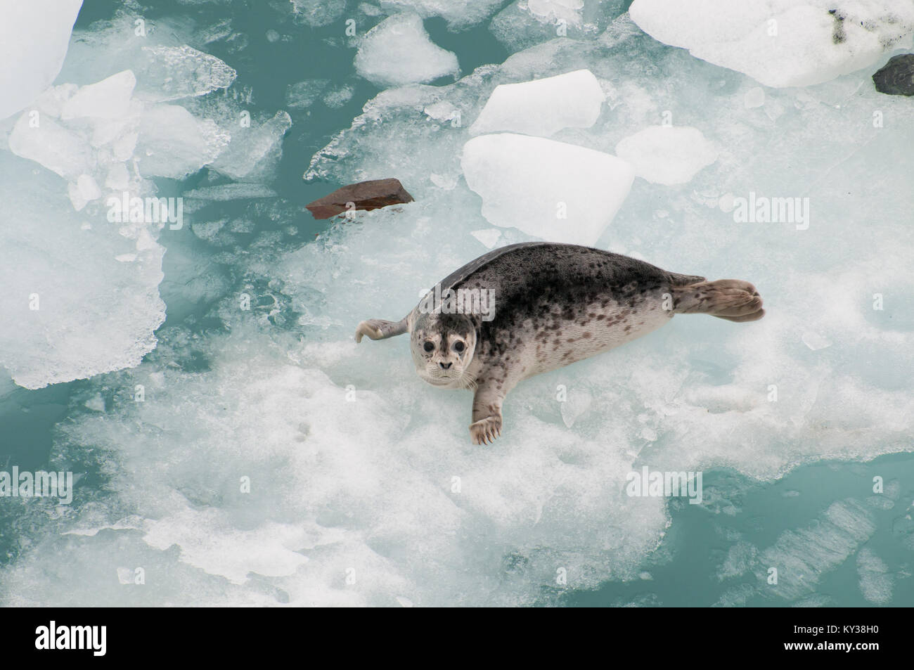 Shot big wild seal hi-res stock photography and images - Alamy