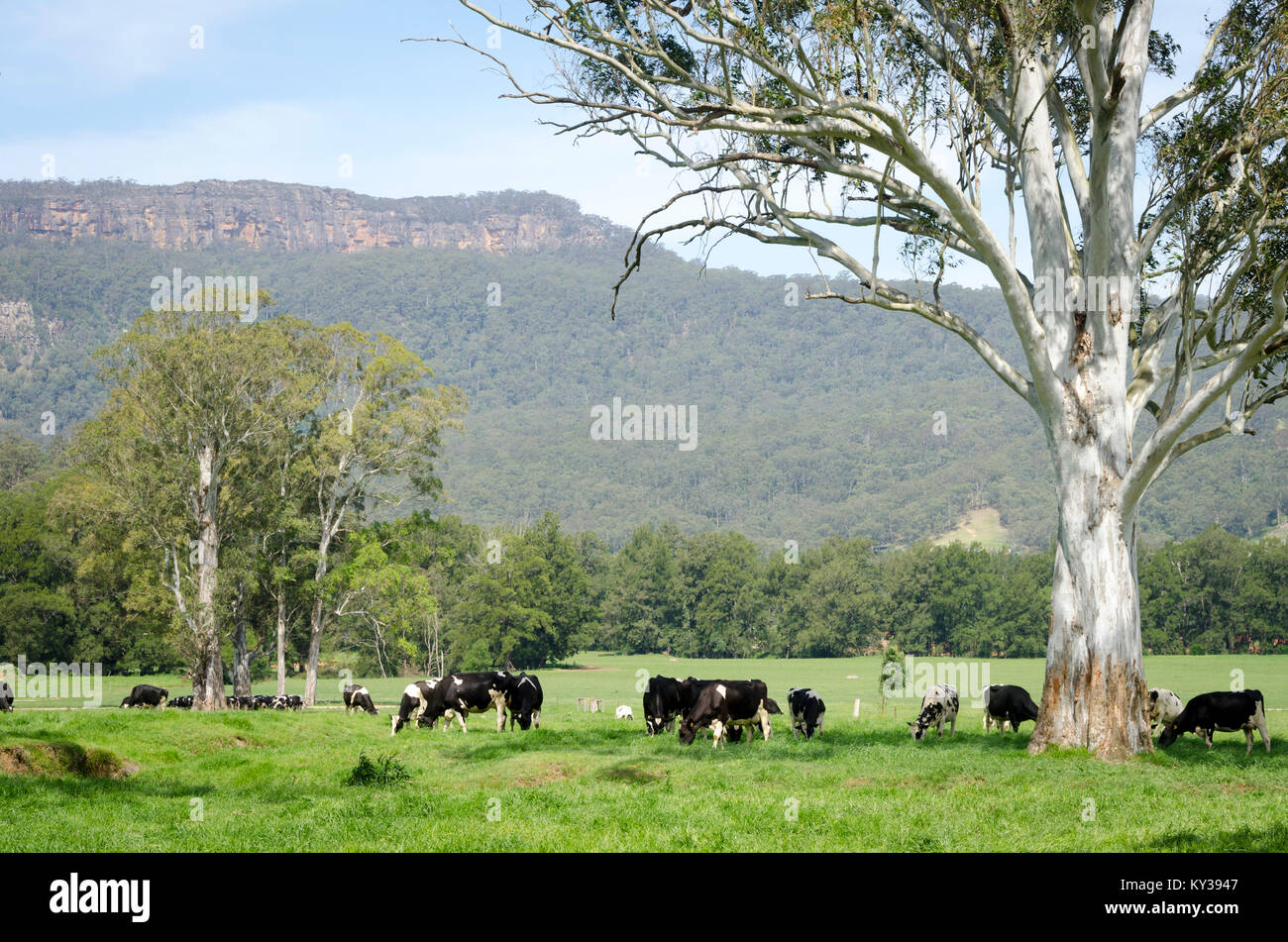 Kangaroo Valley, New South Wales, Australia Stock Photo Alamy