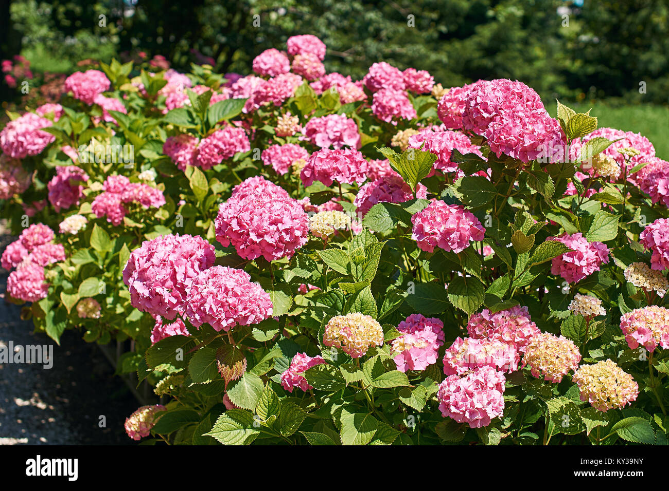Beautiful blooming pink hydrangea bush Stock Photo Alamy