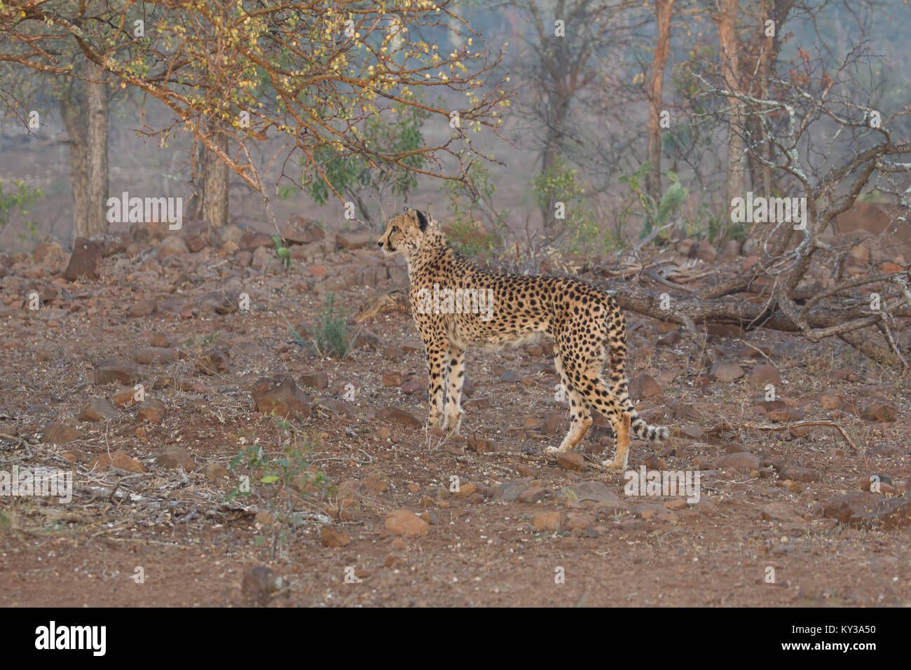 Cheetah Acinonyx jubatus in profile in African woodland at surise Stock Photo