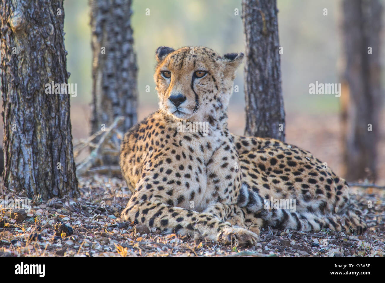Close up of reclining Cheetah  Acinonyx jubatus in woodland in South African reserve Stock Photo